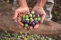 Give the gift of Italian extra virgin olive oil