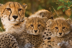 A group of cheetahs consisting of three juveniles and an adult sit near a bush huddled closely to each other.
