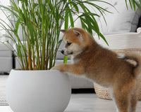 *NEW* PET FRIENDLY PLANT CLUB by My Garden Box