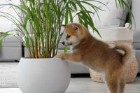 PET FRIENDLY PLANT CLUB 2026 by My Garden Box