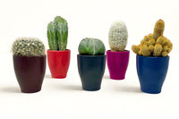 Monthly Deco Box with Cacti or Succulents