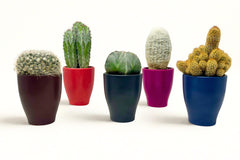 Monthly Deco Box with Cacti or Succulents