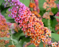 PATIO PLANT CLUB 2026 by My Garden Box