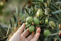 The Tamanu oil contains Linoleic acid, Oleic acid, Stearic acid, and Palmitic acid;  It is reputed to have wondrous wound-healing properties