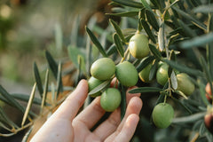 The Tamanu oil contains Linoleic acid, Oleic acid, Stearic acid, and Palmitic acid;  It is reputed to have wondrous wound-healing properties