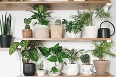 THE PLANT CLUB 2026 by My Garden Box