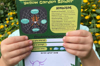 Kid holding Bug Badges “Yellow Garden Spider” Discovery Hints card in front of yellow flowers—outdoor insect/spider scavenger hunt