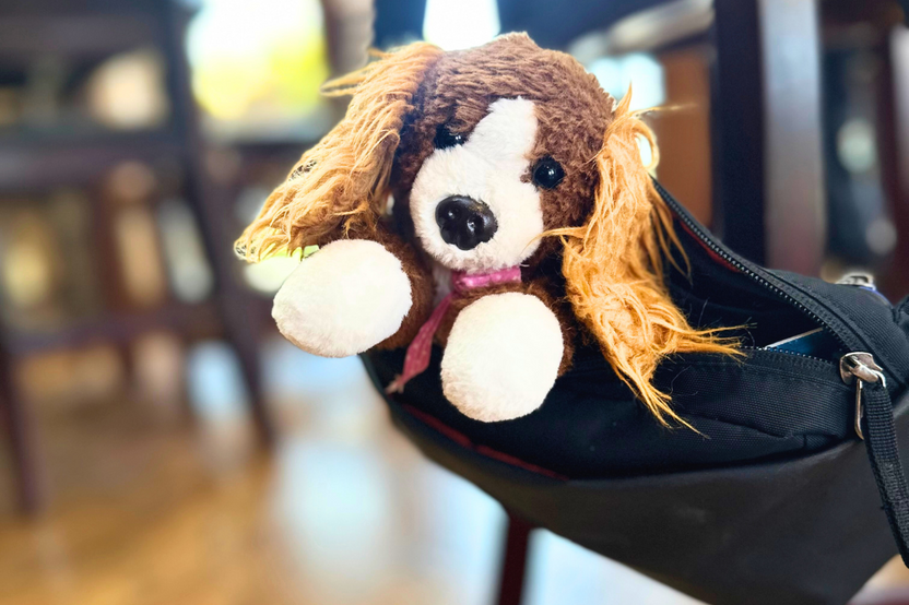 Brown and white dog with pink bandana who is inside a purse in a store.  Showing the stuffty can travel anywhere. 