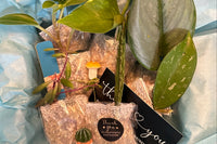 Houseplant cuttings box with string of rubies, string of things, hoya, scindapsus. Unrooted plant cuttings for propagation. Subscription box