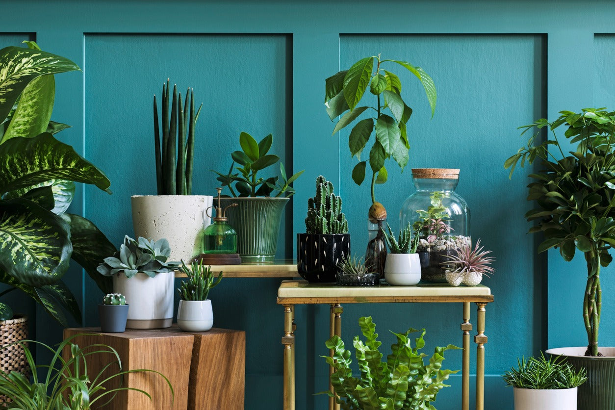 Monthly Gardening Plant Project Gift Box