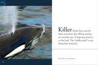 Interior Spread from the book, Killer Whales. 
Did you know? Killer whales can live up to 90 years in the wild! 