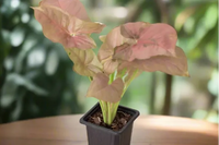 Syngonium. Plant houseplant monthly subscription box delivered. House plant live plants sub box. Plants every month. Live potted houseplant