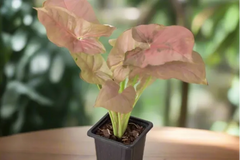 Syngonium. Plant houseplant monthly subscription box delivered. House plant live plants sub box. Plants every month. Live potted houseplant