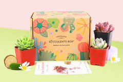 Mother's Day Gift Ideas, Succulent Subscription Box Monthly, Live Plant Gift Decor Ideas, Succulent Gifts for Mom