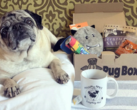 Premium Pug Box.