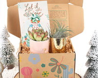 Gift Box - 1 Airplant & 1 Succulent, Live Plant Christmas Holiday Gift Ideas