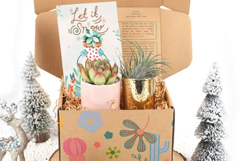 Gift Box - 1 Airplant & 1 Succulent, Live Plant Christmas Holiday Gift Ideas
