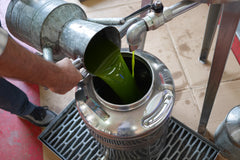 Unfiltered extra virgin olive oil being decanted into storage vats before the canning process begins.