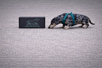 Cult of Wiener subscription box example featuring a themed magazine, dachshund accessories, and curated items designed for long-dog lovers.