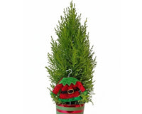 Lemon Cypress Cone with Elf