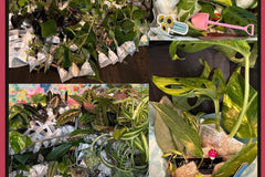 House Plant Cuttings Variety Box (Subscription)