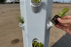 Lettuce Bundle: 12 Ready-to-Plant seedlings, Starts, Plugs, Garden Ready, Live Plants, Transplants, Pre-Sprouted, for Soil & Hydroponic Gardens