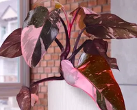 MY GARDEN BOX, The Original 'DIY' Project Box 2025 / 2026