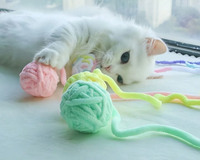 Cat - Are You Kitten Me?