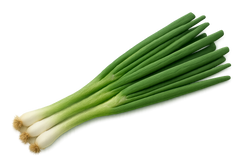 Herb Bundle: 12 Ready-to-Plant Seedlings, Starts, Plugs, Garden Ready, Live Plants, Transplants, Pre-sprouted, for Soil & Hydroponic gardens