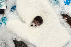The Mitten