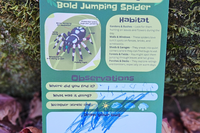 Bug Badges “Discovery Hints: Bold Jumping Spider” card on a log, featuring an illustrated spider diagram, habitat guidance, and filled-in