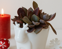 4 inch White Reindeer Head Ceramic Pot with Succulents Arrangement