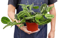 Plant Pet Club