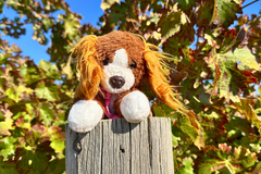 Snorri Stuffed animal, a brown and white dog stuffed animal with a pink bandana on a wooden fence in front of grape leaves. 