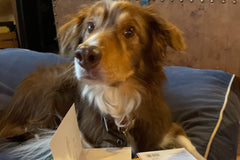 Snorri reading letters that a reader sent to her! Snorri loves hearing from her paw pals and pen pals and she always reads her letters! 
