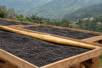 Goodbirds Coffee Duo (Ground Coffee)