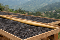 Goodbirds Coffee Duo (Ground Coffee)