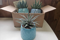 Monthly Deco Box with Cacti or Succulents