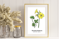 Beautiful Nature Sketch Crate watercolor and ink Bermuda Buttercup framed in a light wood frame next to a dried plant in glass vase.