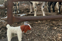 Letters From the Farm