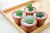 Succulent Gift Subscription Delivered Monthly, Succulent Gift Decor Ideas, Low Maintenance Indoor Plant for Home Office