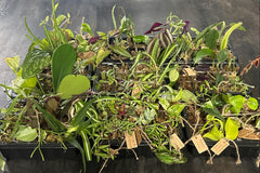 cratejoy house plant box House Plant Cuttings Variety Box
