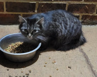 Feral Friends Monthly Cat Box. Spoil Yours. Feed a Feral Cat for 30 Days.