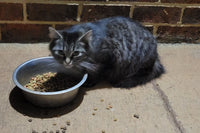Fuzzy" aka only eats dry food, mammas first litter, part of a large colony