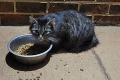 Fuzzy" aka only eats dry food, mammas first litter, part of a large colony