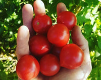 THE SUPER MEGA SUMMER SEED PACK