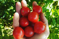 THE SUPER MEGA SUMMER SEED PACK