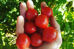THE SUPER MEGA SUMMER SEED PACK