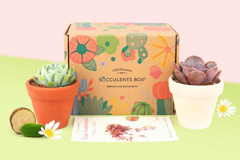 Succulents Box featuring two live indoor plants in decorative pots alongside a care guide for plant subscription enthusiasts