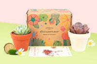 Succulents Box